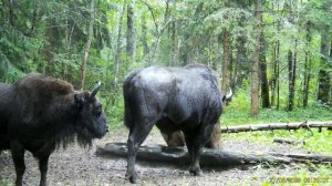 Видео+от+Национальный+парк+&quot;Смоленское+Поозерье&quot; (6)