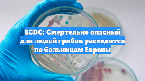 ECDC: Смертельно опасный для людей грибок расходится по больницам Европы