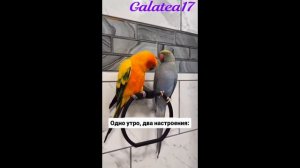ХОРОШЕЕ НАСТРОЕНИЕ) / С ДОБРЫМ УТРОМ!) /А КАКОЕ НАСТРОЕНИЕ У ТЕБЯ?)