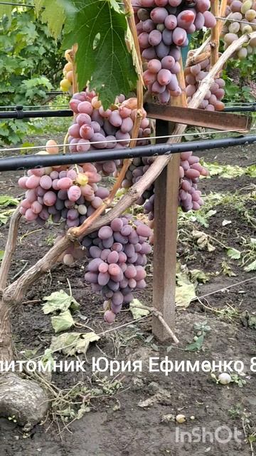 виноград Джифенг смотреть онлайн