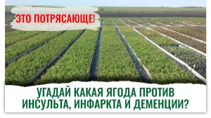 Уникальная, просто потрясающая экоголубика, которая оздоравливает! Смотри видео