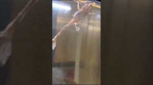 Целую лягушку, может превратиться в принца  Как линяют и кушают лягушки