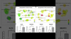 Умный гель и розувастатин будущего: защитить стволовые клетки и восстановить сердце после инфаркта