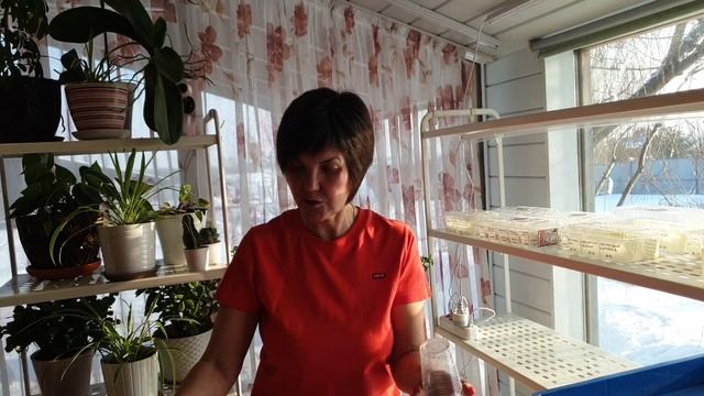 Начинаем сажать томаты-гномы.Оборудем место и свет для рассады. Так мы сажаем семена всех томатов. смотреть онлайн