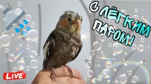 Попугай корелла купается первый раз. The parrot has a shower