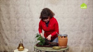 Как пересадить плющ. Пересаживаем комнатные растения. Советы цветоводам