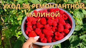 Ремонтантная малина, обрезка, подкормки, уход