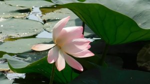 16=07=2025  КМР (61) КАРАСУН.  ЛОТОС.