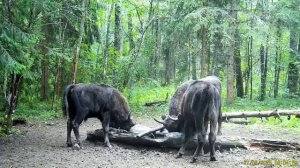 Видео+от+Национальный+парк+&quot;Смоленское+Поозерье&quot; (5)