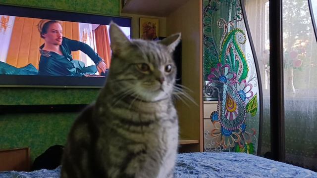 про Котика