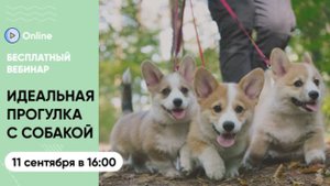 Вебинар «Идеальная прогулка с собакой. Какая она?»