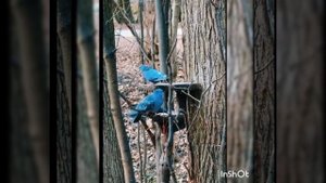 Если сердце радостью наполнено