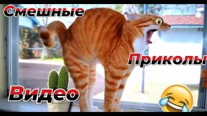 Самые смешные видео приколы|Юмор и Приколы