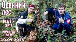 Осенний лес 10.09.2025