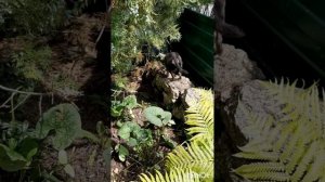 Животные.Сборник интересных моментов из жизни братьев меньших.Фильм2.Серия5 .mp4