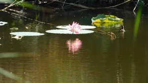 04=09=2025  ЛОТОС - УТКА   КМР   (53)