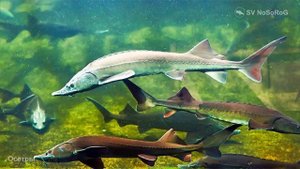 Сколько процентов может составлять икра от массы тела у представителей рода Осeтpы — Acipenser ?