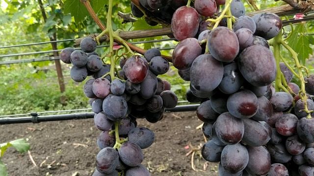 виноград Эверест смотреть онлайн