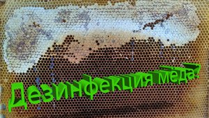 Как использовать чужой мёд и не погубить семью? Научный метод дезинфекции от Кашковского
