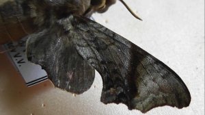 БРАЖНИКИ: 606. Temnora palpalis