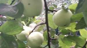 Приглашаю вас. Яблочный рай. *ХОЛОДНЫЙ АВГУСТ*АЙГОР..... Сколько яблок..... Такой год.