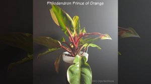 Philodendron Prince of Orange