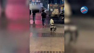 В поисках дружбы: робопёс и его попытки общения с собакой