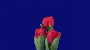 три тюльпана