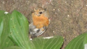 Один день из жизни маленькой Зарянки