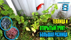 ДАЖЕ НЕ ПЫТАЙТЕСЬ ВЫСАЖИВАТЬ ВИНОГРАД В ОТКРЫТЫЙ ГРУНТ НА СЕВЕРЕ!  СЕВЕРНЫЙ ВИНОГРАДНИК 25-32
