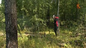 О санитарно-оздоровительных мероприятиях в лесах (выборочной санитарной рубке, июль 2025 г.)