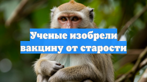 Ученые изобрели вакцину от старости