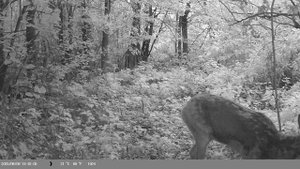 Косуля попала на фотоловушку