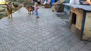 Вечера стали более прохладными, но это не мешает нашим хвостикам резвится. Сегодня дует прохладный в