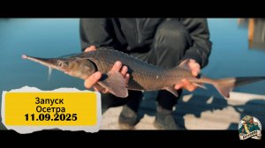 ПРИЕМ И ЗАПУСК ОСЕТРА 11.09.2025