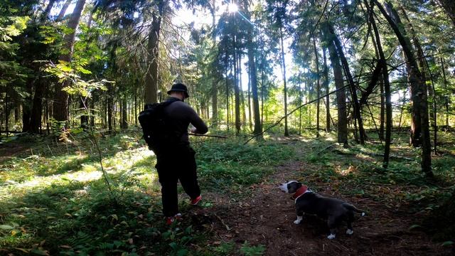 Американский булли Слэшер. Прогулка