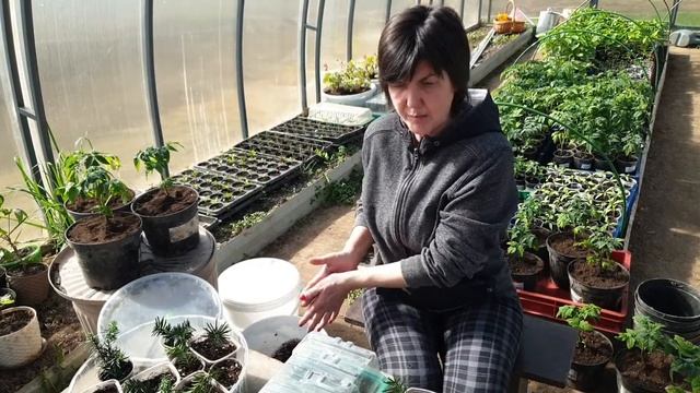 Черенкуем Тис ягодный. смотреть онлайн