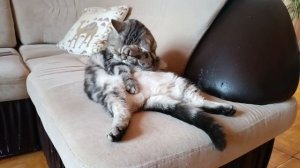 В Милочке борются 2 чувства - чистота и сон.Догадайтесь что победило?!