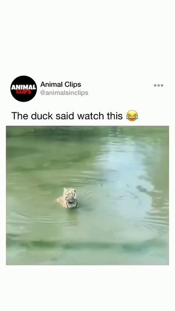 Смешные животные #животные #смешныеживотные #рекомендации смотреть онлайн