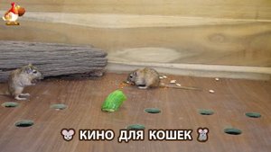 Видео для кошек про крысок развлекать питомцев 🐭🐀😂 (313)