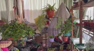 Расширяем плантацию на веранде.