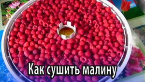 Как разными способами сушить малину