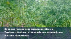 За время проведения операции «Мак» в Тамбовской области полицейские изъяли более 6,5 тонн наркотиков