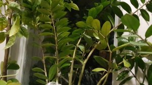 Сентября тоска...