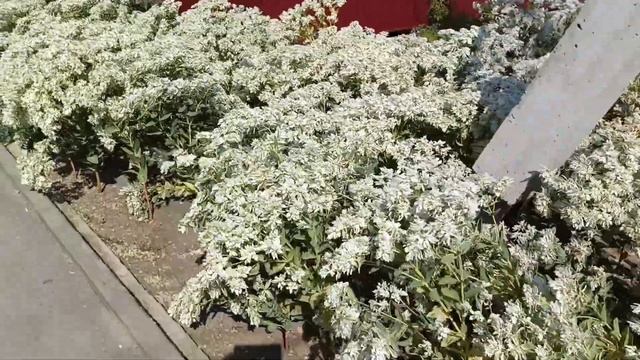 Станицы у моря. Гостагаевская. 1.09.25