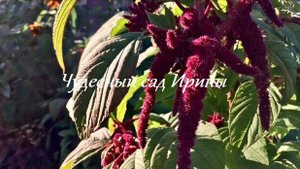 Чудесный сад Ирины. Амарант хвостатый