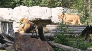 Львы поспали, походили и можно ещё прилечь отдохнуть 03.09.2025