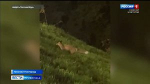 Лисы разгуливают по улицам Нижнего Новгорода