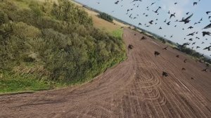 🌪️Sky💫Symphony:💫Epic FPV🪂Flight🚀Through a🌪️Whirlwind Swift🌪️of🦜Birds!🦜