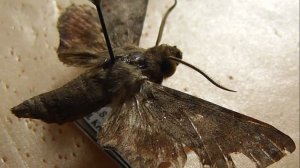 БРАЖНИКИ: 603. Temnora grandidieri